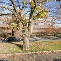 Shuhari Dental Artisans, dentists office located at 100 Corporate Pl, Peabody, MA.